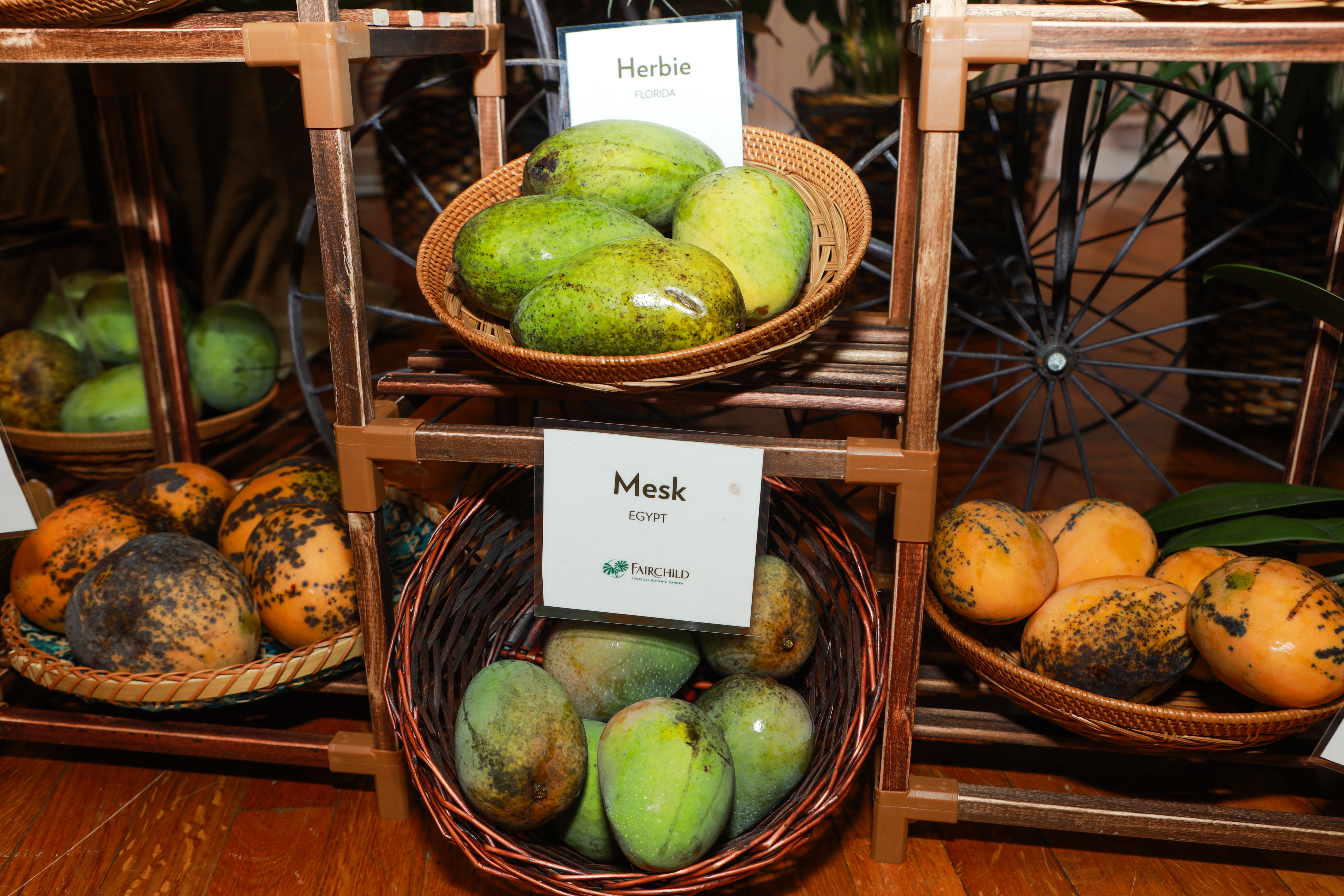 5 Mangolicous Life Lessons From A Mango: – Tanya The Mango Lady Blog